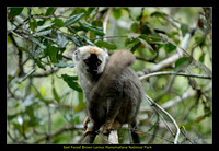 ranomafana National Park Madagascar