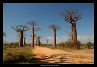 Ifaty Spiny Forest and Baobab Alley