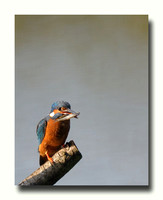 kingfishers 2