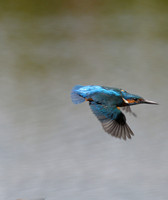 Kingfishers in flight