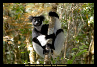 Andasibe National Park Madagascar