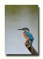 kingfishers 3